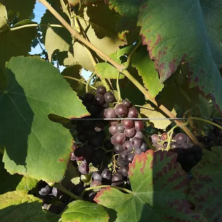 Apartma Gorca Plevnik *