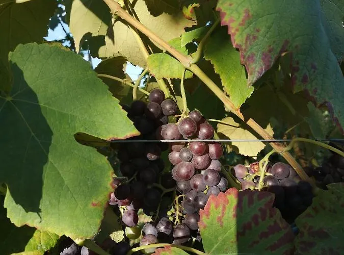 Apartma Gorca Plevnik *